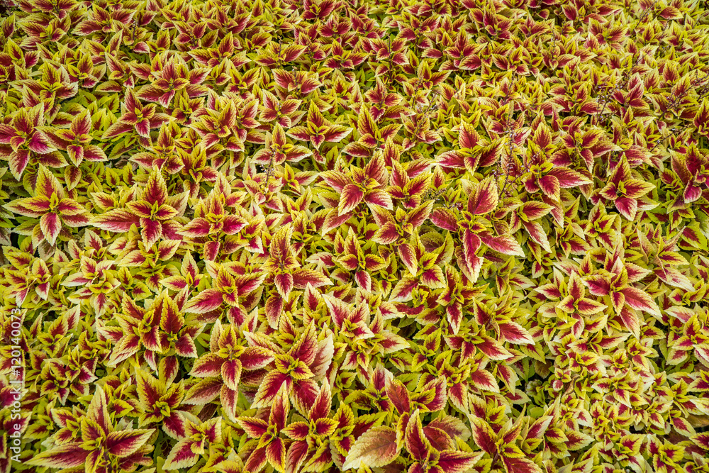 Red Coleus Abstract Pattern