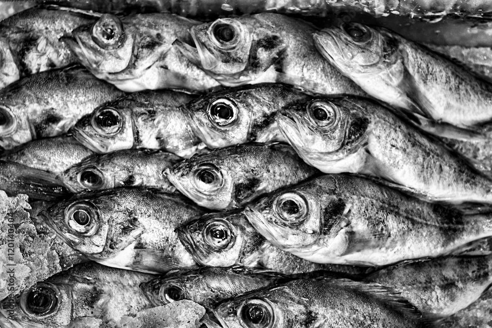 Obraz premium Black and white background of fish.
