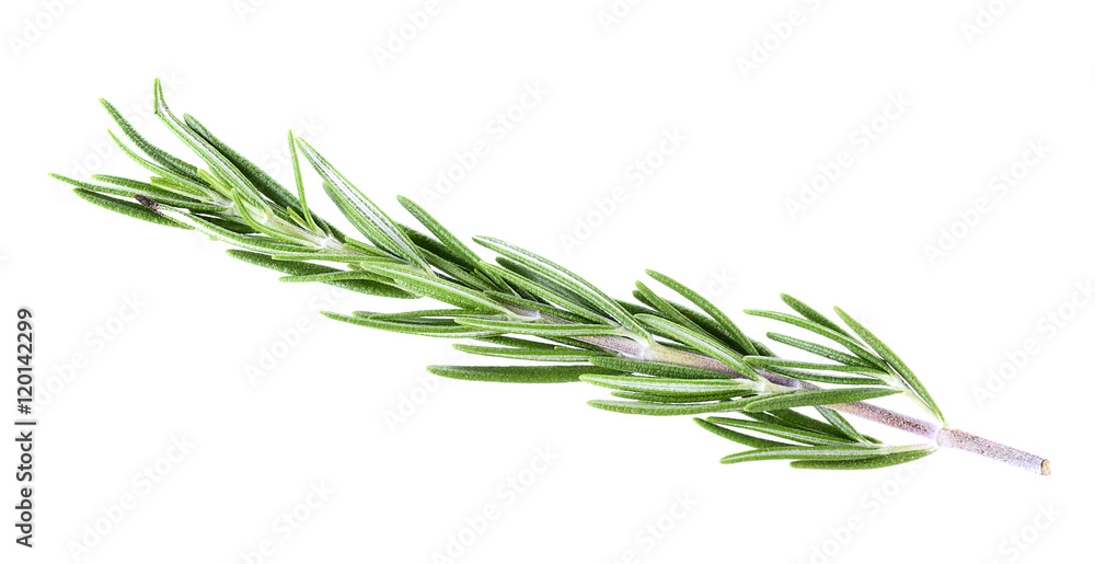 rosemary isolated on white background rosemary isolated on white background
