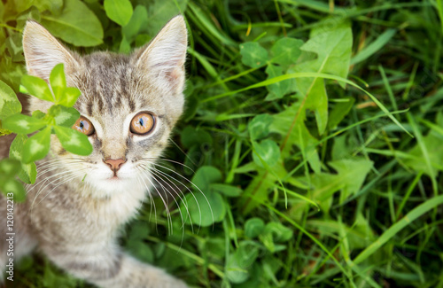 Wallpaper Mural Little kitten walks in grass Torontodigital.ca