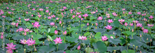 Lotus blooming season in field with hundreds blooming lotus pink petals radiating fragrance, these flowers grow in wetlands, ponds as decorate temple just as nutritious food in region rural Vietnam