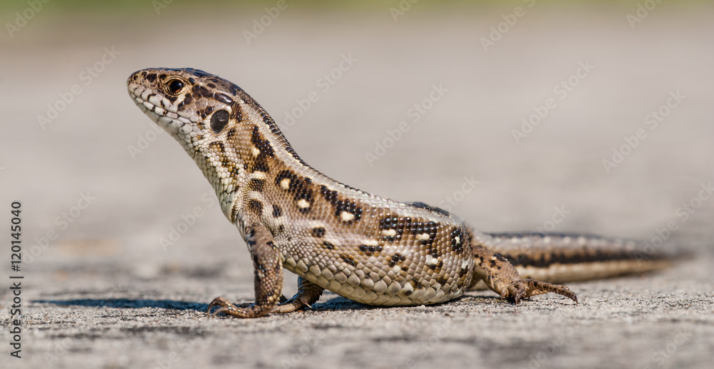 Fototapeta premium Lizard