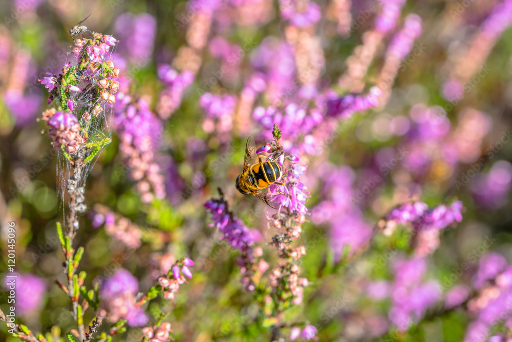 Beautiful bee on flower of heather in autumn, wallpaper, vintage photo Beautiful bee on flower of heather in autumn, wallpaper, vintage photo