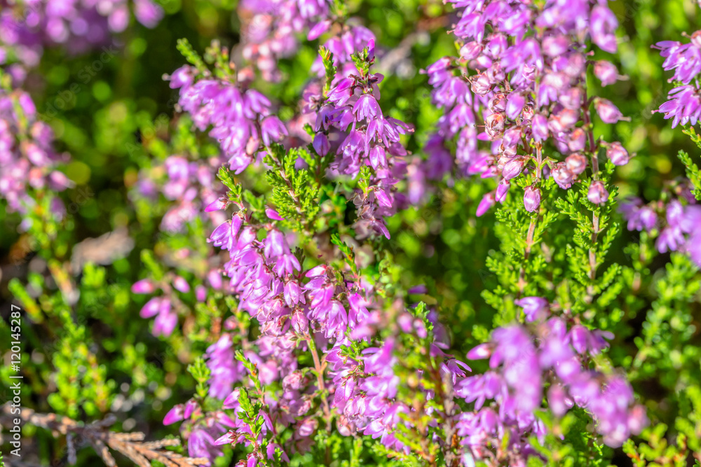 Obraz premium Pink heather. Autumn wallpaper. Flowers macro.