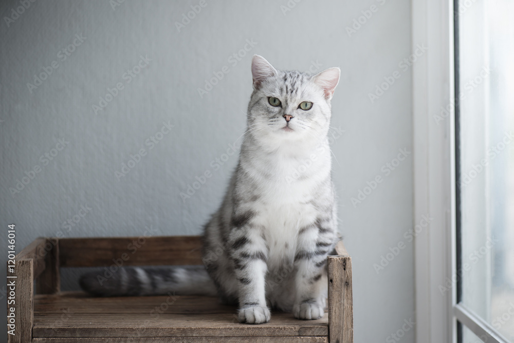 Cute American short hair cat sitting