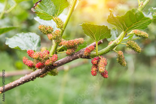 red unripe mulberries on the branc