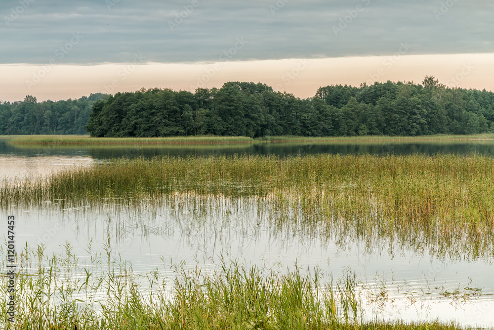 Reeds in lake