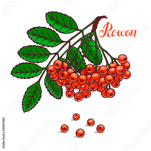 branch of ripe rowan