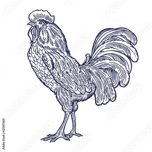 beautiful hand-drawn rooster
