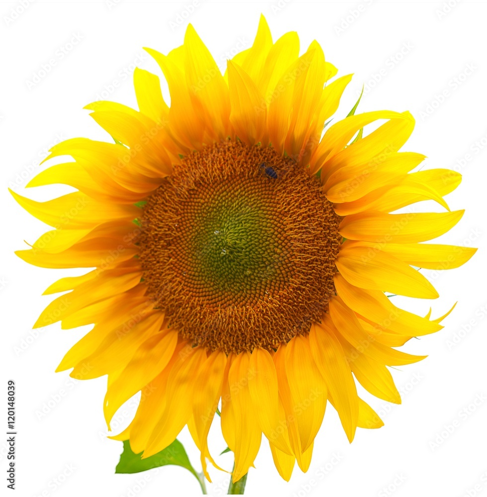 Obraz premium sunflower. Isolated over white background.