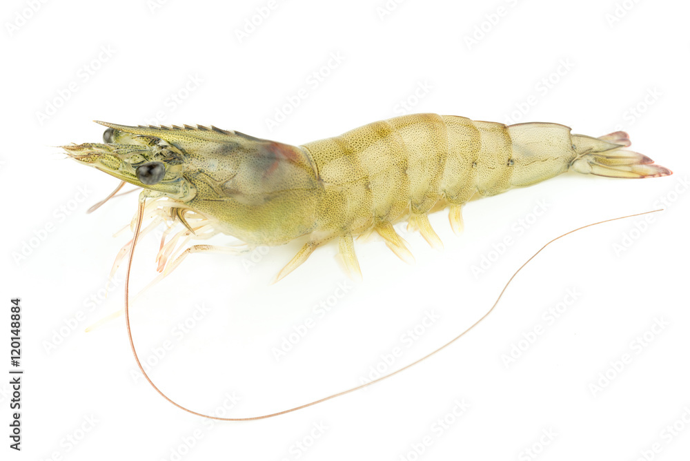 fresh Raw shrimp closeup isolated fresh Raw shrimp closeup isolated