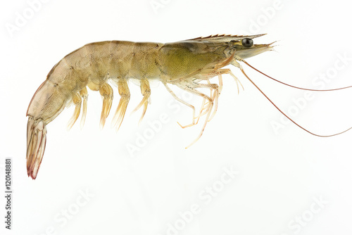 fresh Raw shrimp isolated © samurai