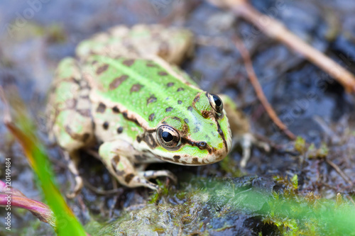 The Edible frog (Rana ridibunda)