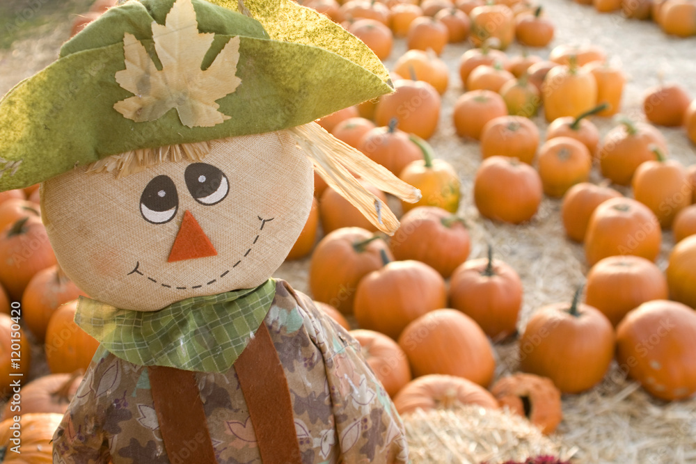 Fototapeta premium Cute Scarecrow