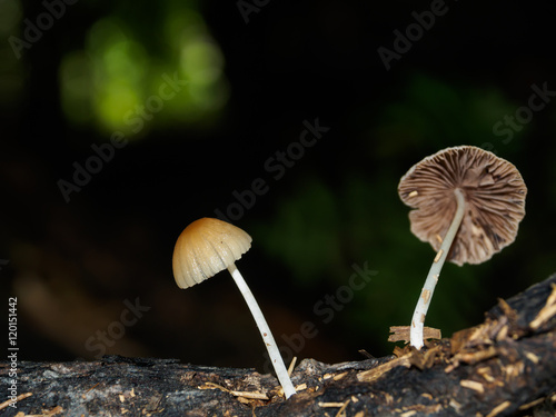 Mushroom fungi in the tropical rain forest