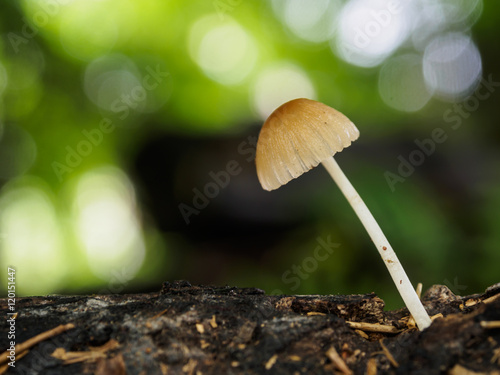 Little mushroom in forest