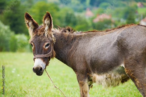 Cute donkey on the green meadow © jahmaica