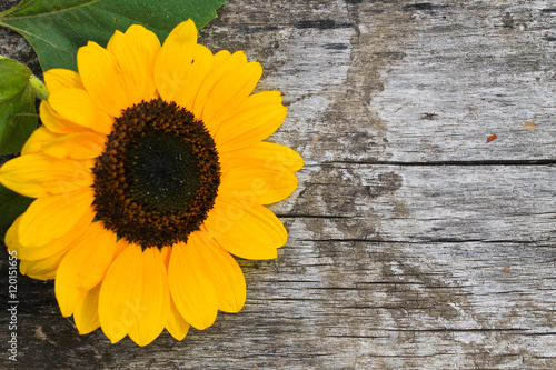 Decorative sunflower on wooden background