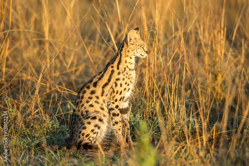 Canvas Print Serval cat