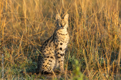 Serval cat