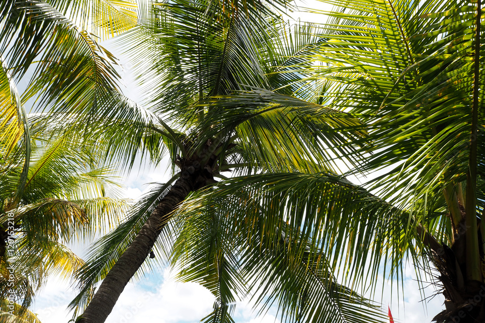 Obraz premium Coconut tree