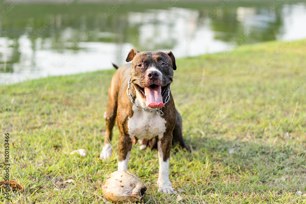 pitbull puppy dog