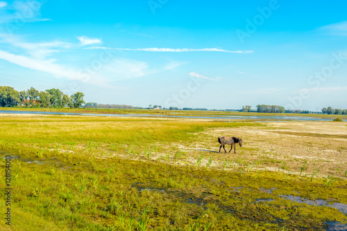 Lonely Konik horse walking in a Dutch nature reserve © Ruud Morijn