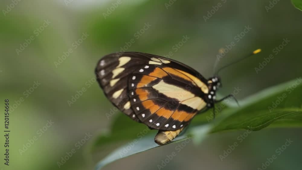 Beautiful butterfly sitting on fresh wild flower in the forest Beautiful butterfly sitting on fresh wild flower in the forest