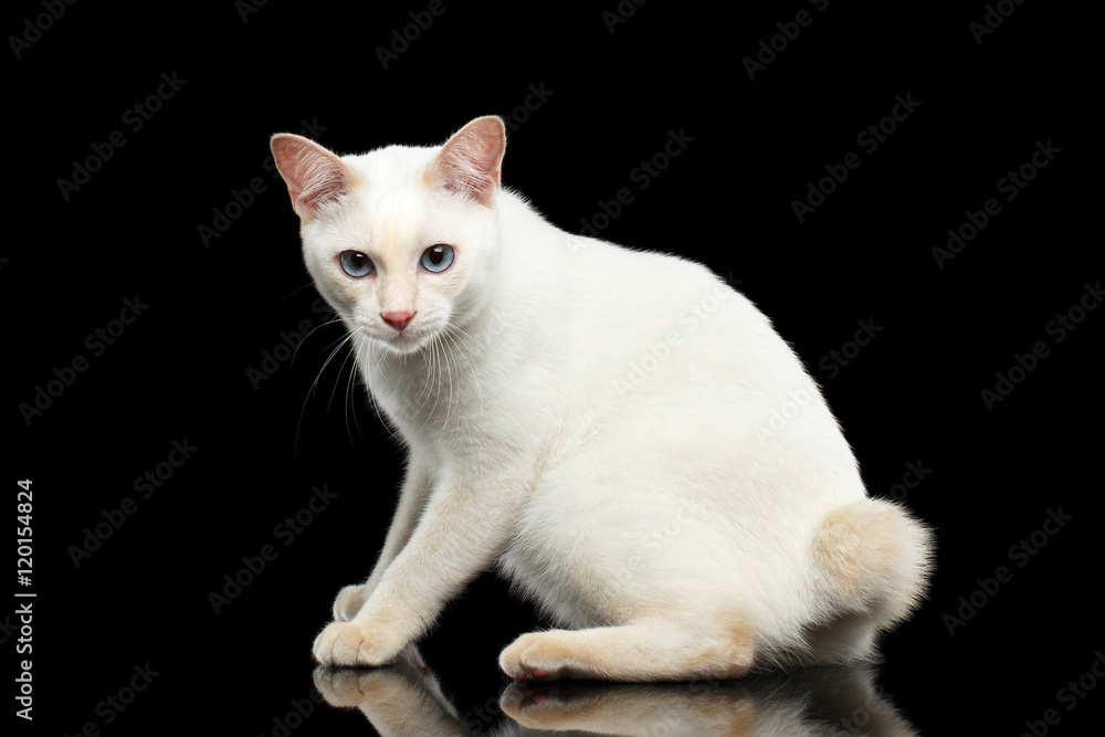 Frightened Blue eyed Female Cat of Breed Mekong Bobtail Sitting and Curious Looks, Isolated Black Background, Color-point Beige Fur, Side view on Tail