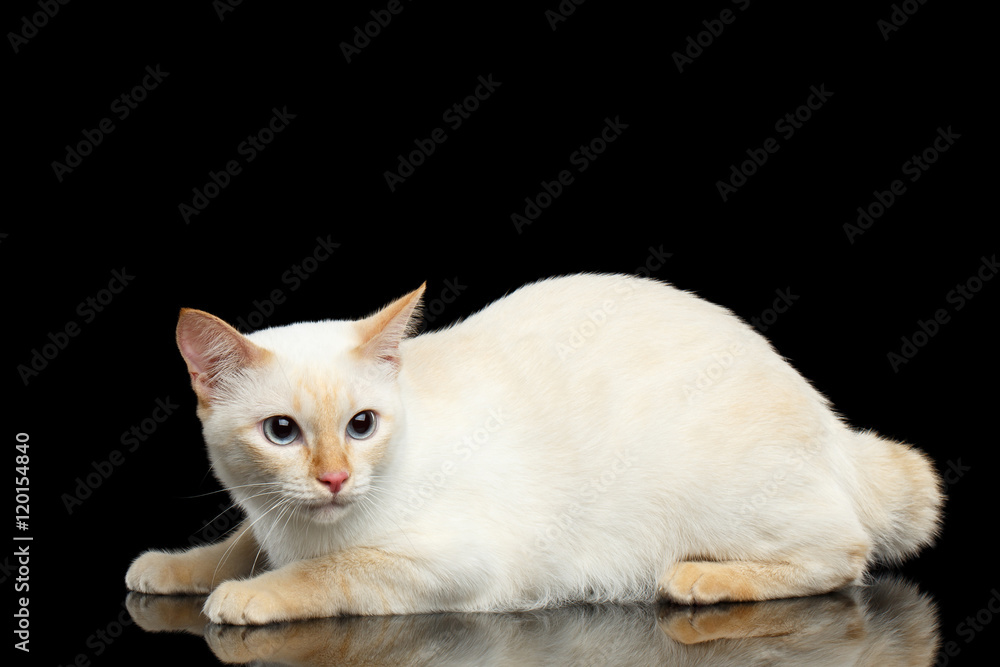 Frightened Cat of Breed Mekong Bobtail, Lying and Looking up on Isolated Black Background, Color-point Fur