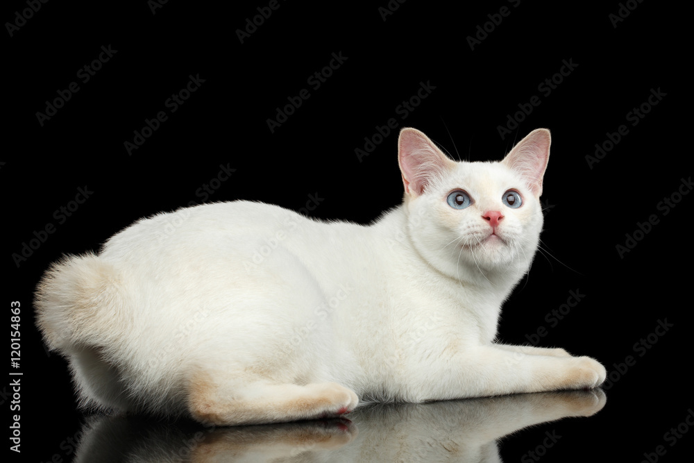 Playful Cat of Breed Mekong Bobtail, Lying and Looking up, Isolated Black Background, Color-point Fur, Back view on Tail
