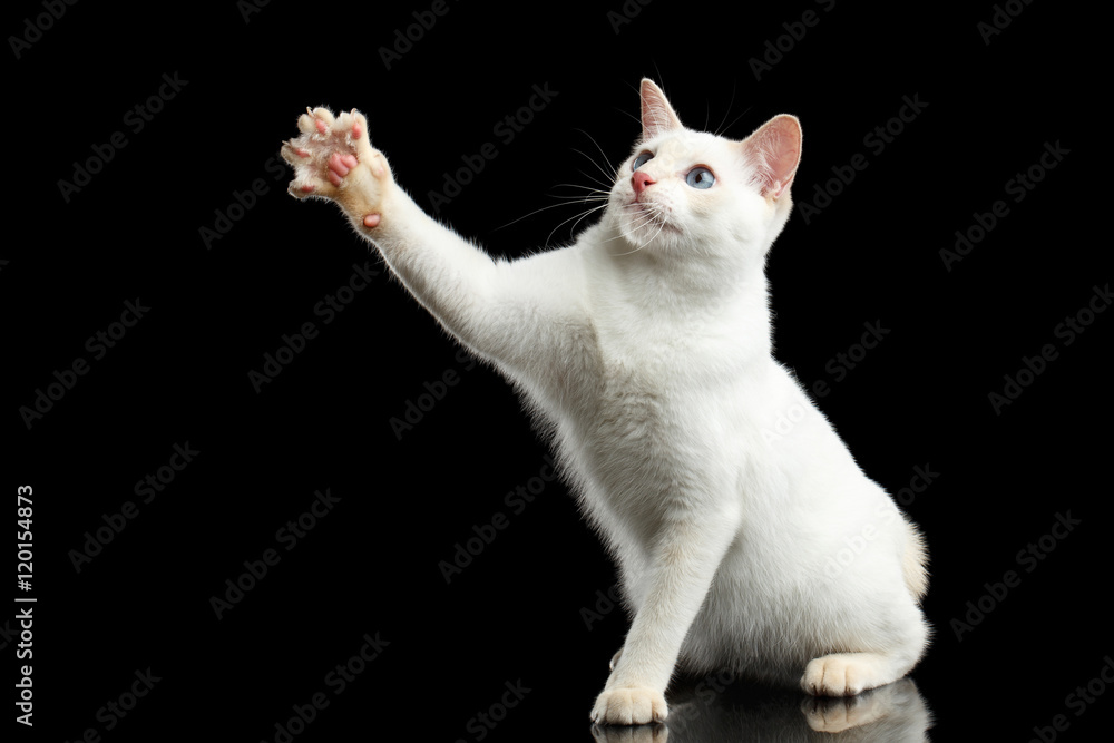 Playful Cat of Breed Mekong Bobtail, Sitting and Raising up Paw, Isolated Black Background, Color-point Fur,