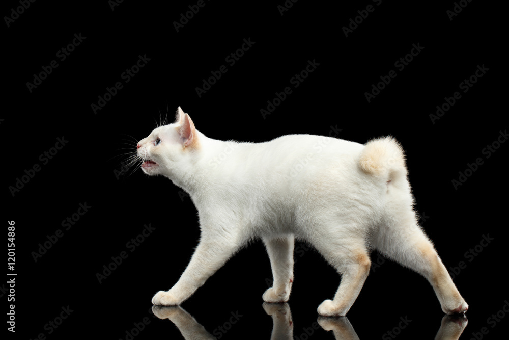 Walking Blue eyed Female Cat of Breed Mekong Bobtail Curious Looking up and asking treats, Isolated Black Background, Color-point Beige Fur, Side view on Tail
