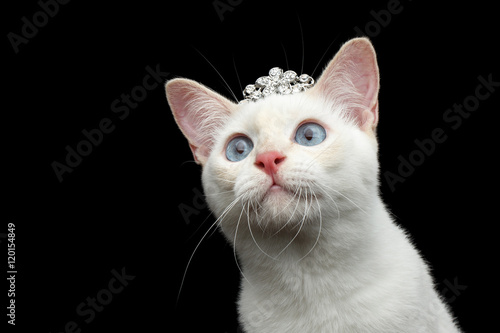 Close-up Head of Gorgeous Blue eyed Female Cat of Breed Mekong Bobtail, with jewelry, Isolated Black Background, Color-point Beige Fur