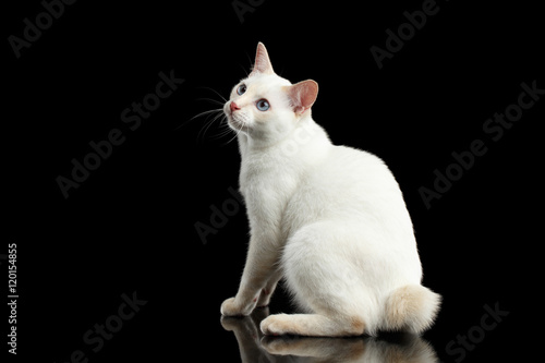 Funny Blue eyed Female Cat of Breed Mekong Bobtail Sitting and Curious Looking up, Isolated Black Background, Color-point Beige Fur, Profile view on Tail