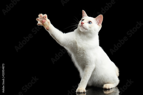 Playful Cat of Breed Mekong Bobtail, Sitting and Raising up Paw, Isolated Black Background, Color-point Fur,