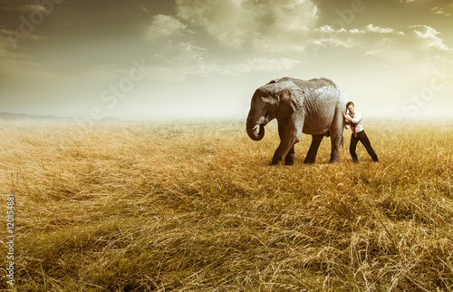 Elefant auf dem Feld photo
