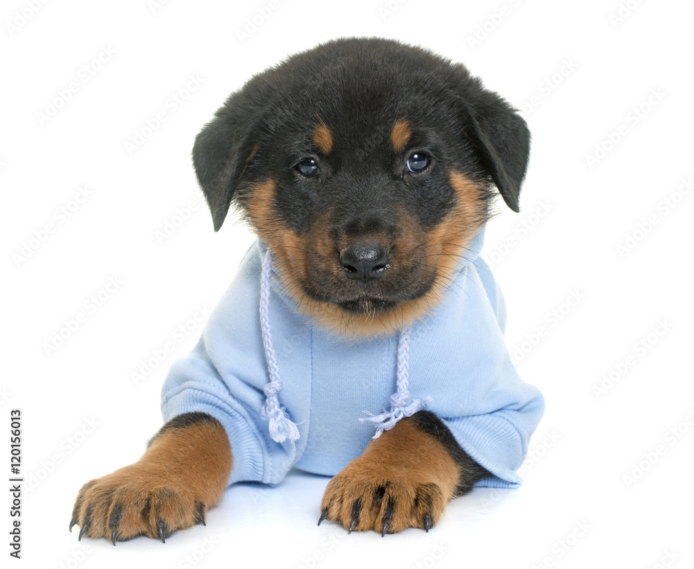 dressed beauceron puppy in studio dressed beauceron puppy in studio