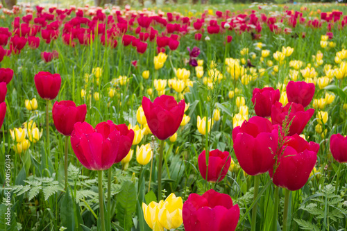 Many different tulips in the spring park of Mainau island