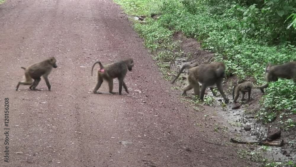 group of Wild Baboon Monkey in African Botswana savannah group of Wild Baboon Monkey in African Botswana savannah
