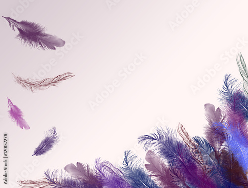 Purple Fether Background