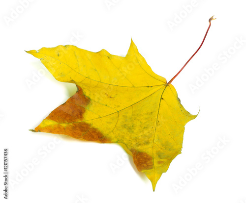 Autumn multicolor maple-leaf