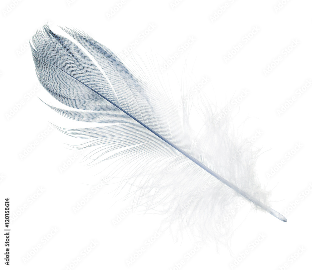 striped streight light blue feather on white