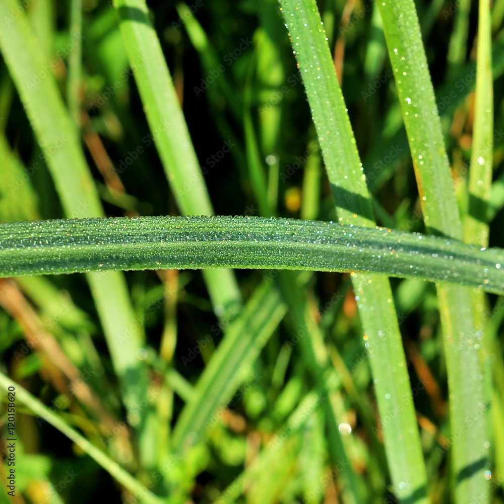 fresh green grass with water drops fresh green grass with water drops