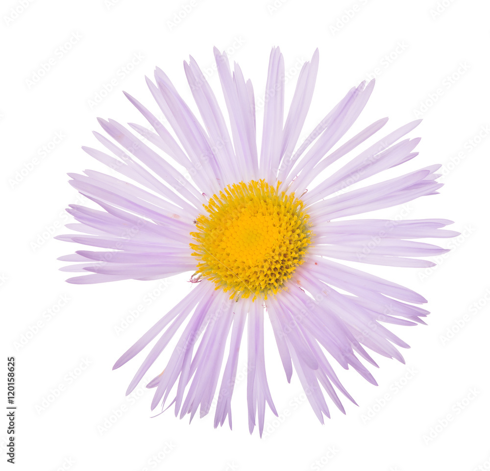 Fototapeta premium light lilac bloom with thin petals