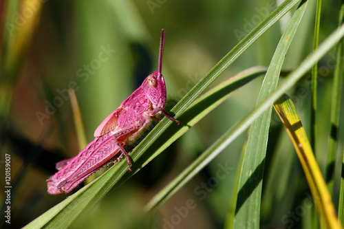 Rare pink grasshopper, Chorthippus parallelus, affected by erythrism