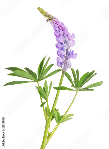 light violet lupine flower isolated on white