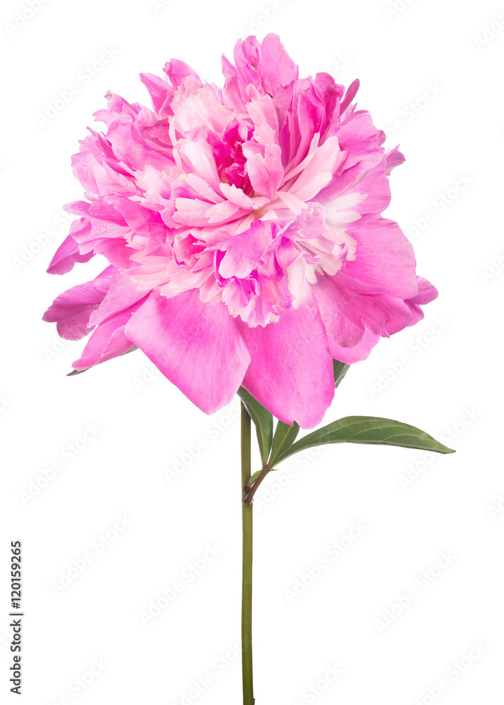 isolated pink peony large flower with green leaves