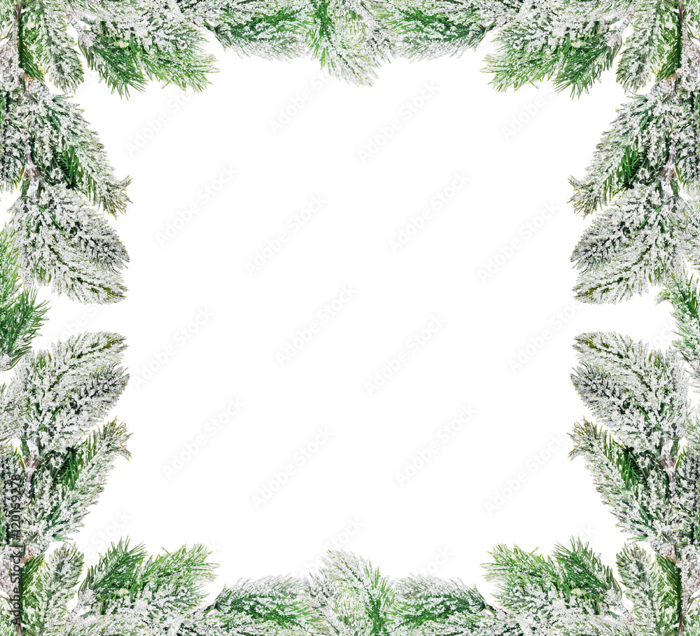 green pine tree branches frame in snow on white