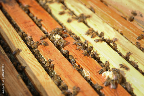 Honeycombs and bees in beehive